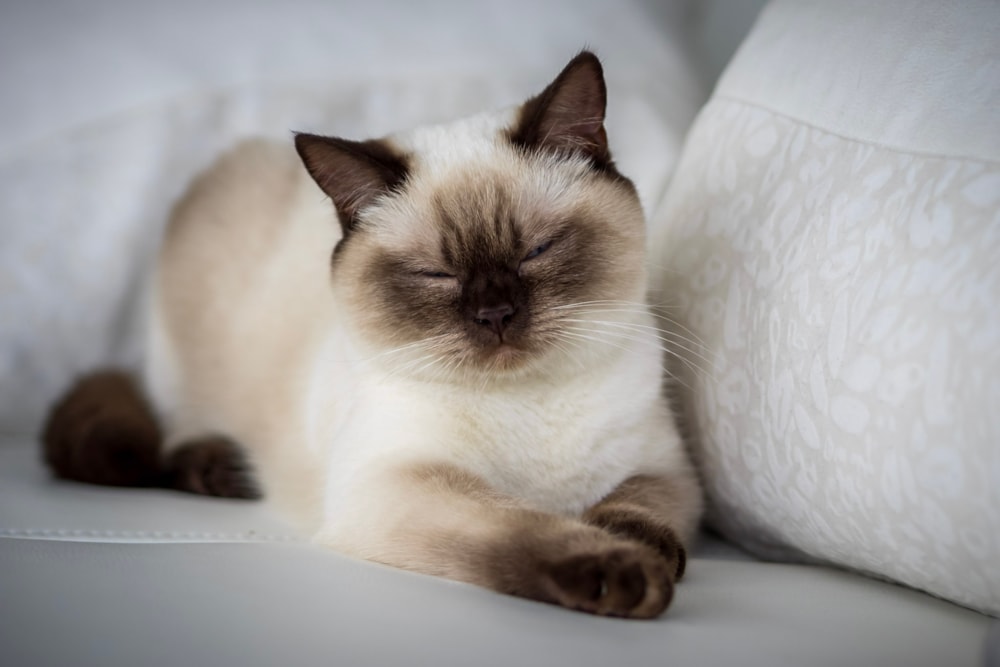 Bonsai Kitten > Unsere Katzen > Laira of Bonsai Kitten